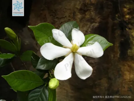 小话端午节植物丨端午节不能错过的应景之花